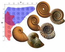 La forme des coquilles d'ammonites enfin expliquée... par la physique