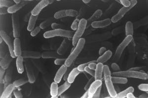 Le microbiote intestinal � la rescousse des chimioth�rapies