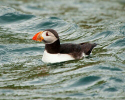 Les cyclones affament les oiseaux marins de l'Atlantique Nord