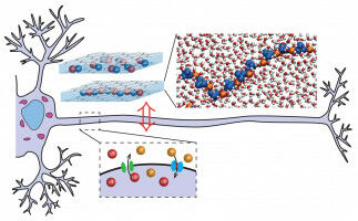 Un neurone ionique artificiel pour les mémoires électroniques de demain