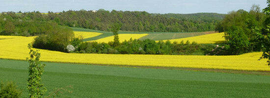 Impacts of the European Green Deal on the agrifood sector