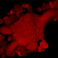 R�le cl� de cellules souches dans l'organisation de la partie visible des plantes