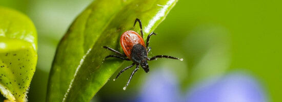 Vers des cartes météo des tiques en France métropolitaine