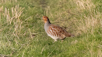 Impact of pesticide mixtures on the health of grey partridges: experimental evidence