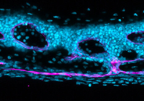 Sant&eacute; - Sciences de la vie