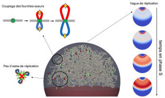 When genome duplication redraws its fountain-like structure in waves