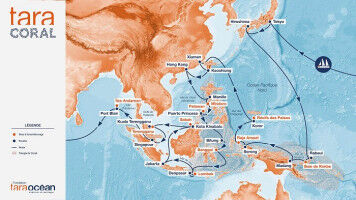 Des coraux résistants au réchauffement climatique : Tara Coral, une expédition scientifique majeure dans le Triangle de Corail